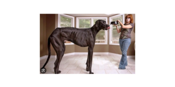 Agent imobiliar arestat după ce a vândut o casă unui câine