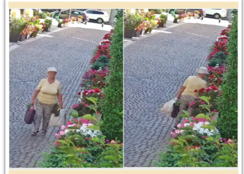 VIDEO. Orădeancă surprinsă duminică, în plină zi, furând flori din zona Episcopiei Greco-Catolice