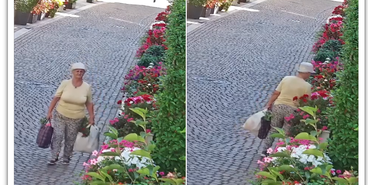 VIDEO. Orădeancă surprinsă duminică, în plină zi, furând flori din zona Episcopiei Greco-Catolice