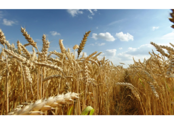 An agricol bun. La grâu o medie de 5.000 kg pe hectar, ceea ce înseamnă o producţie mai mare faţă de anul trecut