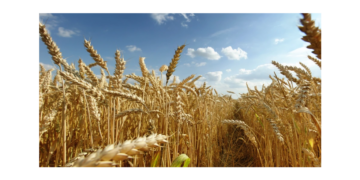 An agricol bun. La grâu o medie de 5.000 kg pe hectar, ceea ce înseamnă o producţie mai mare faţă de anul trecut