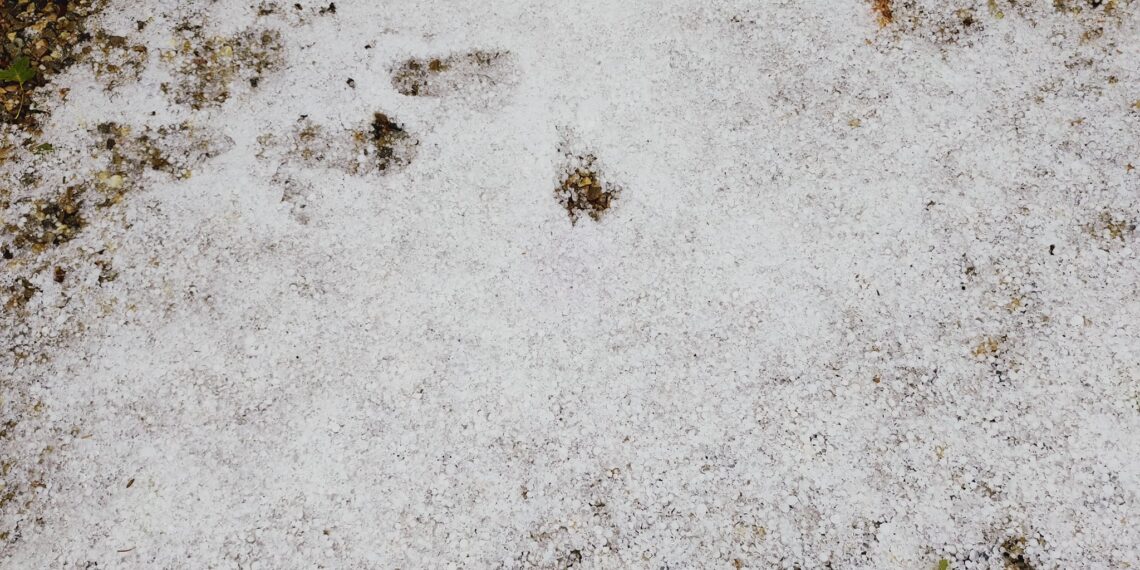 GALERIE. Grindina cât oul a făcut prăpăd la Zece Hotare. Bihorul sub cod galben de furtuni