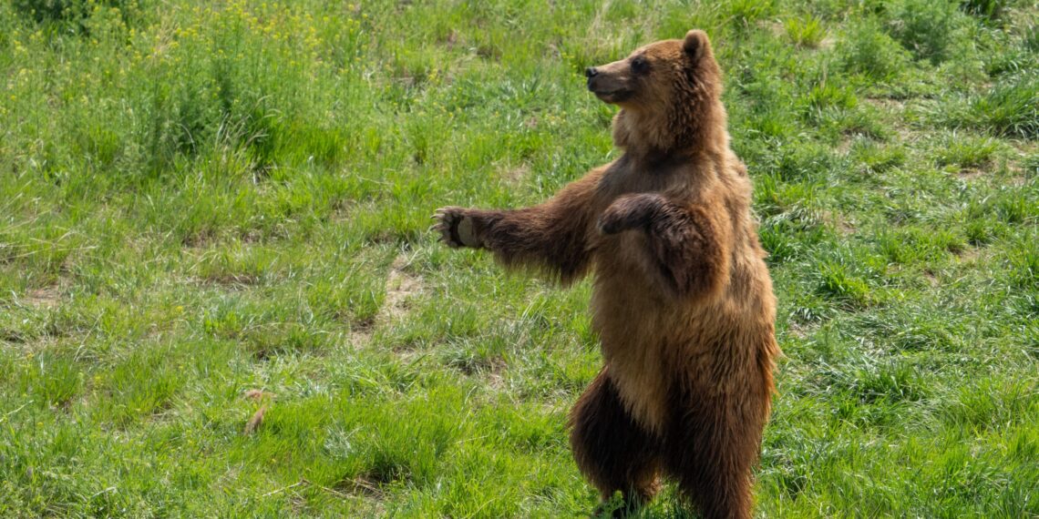A apărut și ursul de Popești. Oamenii alertați și îndemnați să fie vigilenți