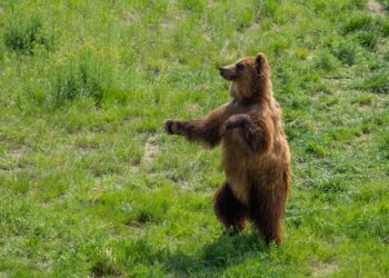 A apărut și ursul de Popești. Oamenii alertați și îndemnați să fie vigilenți