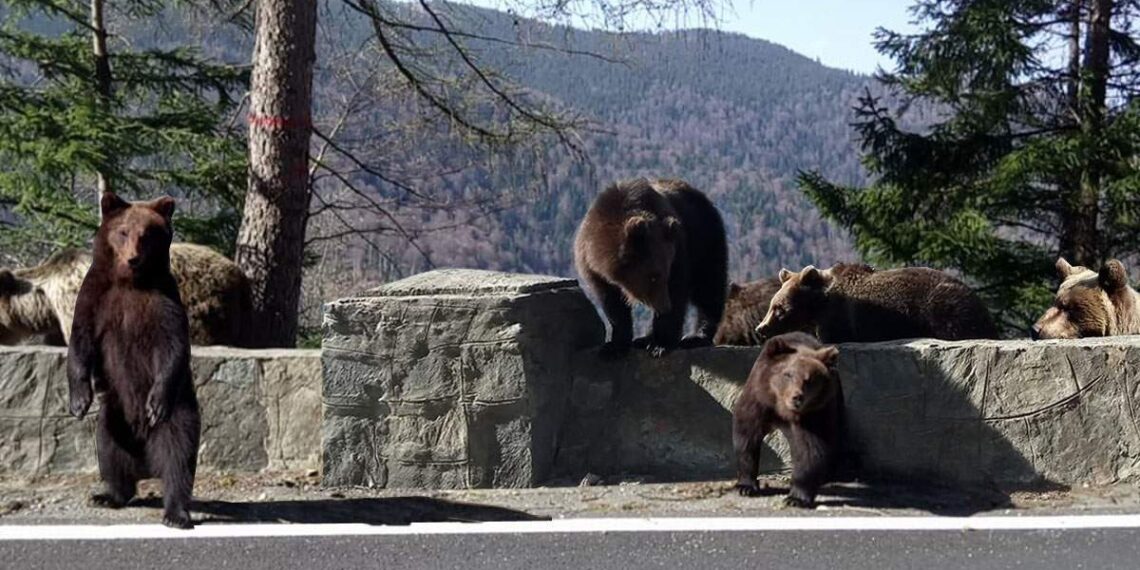 Video: Inconştienţă pe Transfăgărăşan / O mamă şi-a dus copilul să hrănească un urs cerşetor