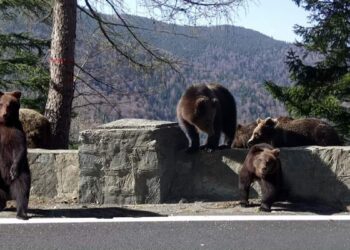 Video: Inconştienţă pe Transfăgărăşan / O mamă şi-a dus copilul să hrănească un urs cerşetor