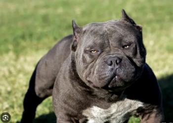 Proprietarii câinilor agresivi, obligați să încheie asigurări de răspundere civilă. Care sunt rasele agresive