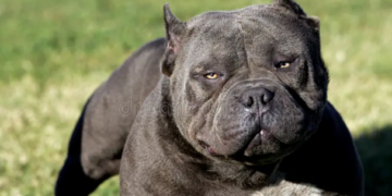 Proprietarii câinilor agresivi, obligați să încheie asigurări de răspundere civilă. Care sunt rasele agresive