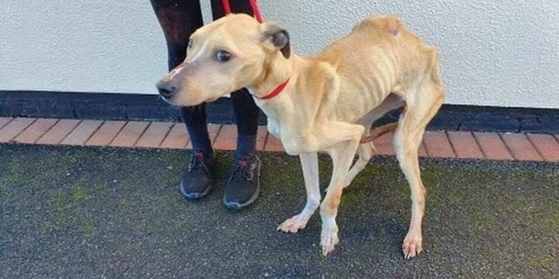 8000 de lei amendă pentru bihoreanul care își ținea cățelusa flămândă