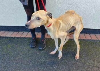 8000 de lei amendă pentru bihoreanul care își ținea cățelusa flămândă