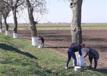 1324 de bihoreni au impusă obligația de a presta muncă neremunerată în folosul comunității. La Toboliu au văruit livada cu nuci