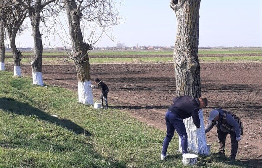 1324 de bihoreni au impusă obligația de a presta muncă neremunerată în folosul comunității. La Toboliu au văruit livada cu nuci