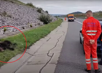 Urs de 200 de kilograme, victima unui accident pe Autostrada A3 Turda – Borș