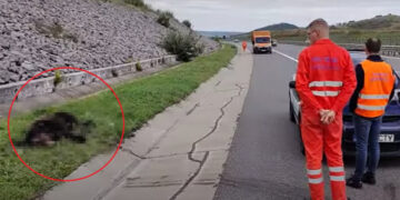 Urs de 200 de kilograme, victima unui accident pe Autostrada A3 Turda – Borș