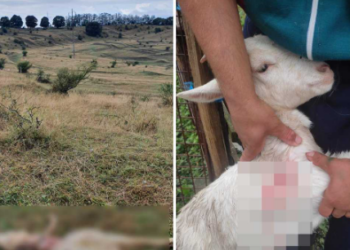 Ursul de Betfia bagă Prefectura în ședință. Primarul de Sânmartin la pândă după ce ursul a atacat în zona Cartierul Tineretului și a ucis 12 capre