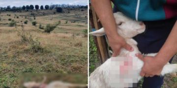 Ursul de Betfia bagă Prefectura în ședință. Primarul de Sânmartin la pândă după ce ursul a atacat în zona Cartierul Tineretului și a ucis 12 capre