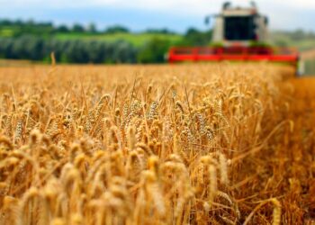 275,4 milioane euro solicitați la APIA ca sprijinul de urgență pentru sectorul cerealelor și cel al semințelor oleaginoase