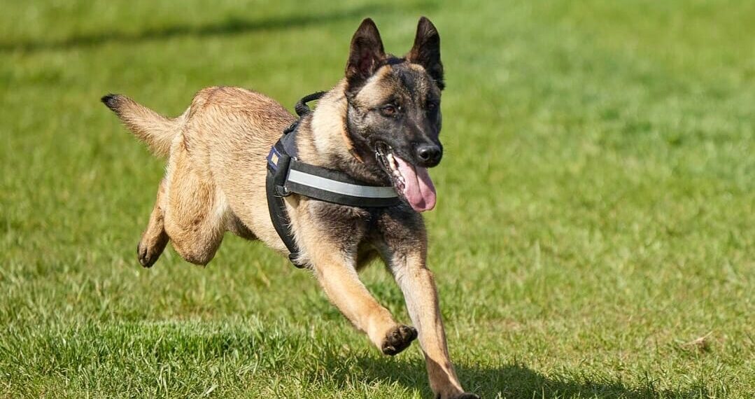 Athos, câinele de urmă care a găsit droguri în pereții casei unui bărbat