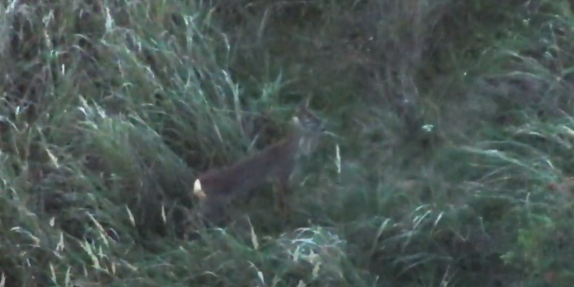 Ursul care a dat târcoale casei prefectului și casei primarului de Sânmartin, căutat cu cea mai performantă dronă