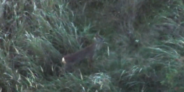 Ursul care a dat târcoale casei prefectului și casei primarului de Sânmartin, căutat cu cea mai performantă dronă