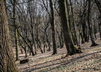 Corpul unui adolescent de 17 ani, găsit într-o pădure. Suspiciuni de ucidere din culpă