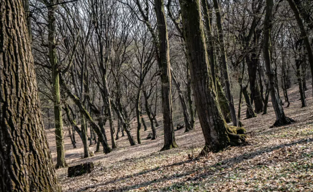 Corpul unui adolescent de 17 ani, găsit într-o pădure. Suspiciuni de ucidere din culpă