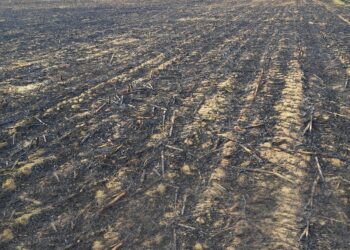 Hectare de teren pârjolite în Bihor