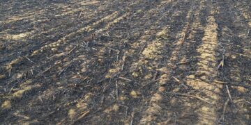 Hectare de teren pârjolite în Bihor