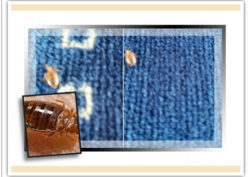 Update.Ploșnițe în tramvaiele din Oradea? Directorul OTL exclude existența lor: Nu pot trăi în mediu de vibrații, de motorină…