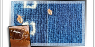 Update.Ploșnițe în tramvaiele din Oradea? Directorul OTL exclude existența lor: Nu pot trăi în mediu de vibrații, de motorină…