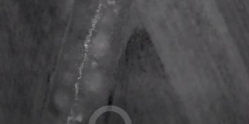 Ursul localizat cu drona lângă President. Când a văzut farurile jandarmilor s-a făcut nevăzut în pădure