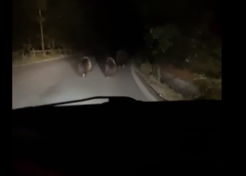 Urși filmați pe drumul care coboară de la Băița Plai, la 200 de metri de drumul principal