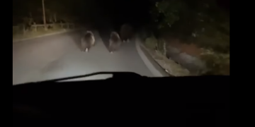 Urși filmați pe drumul care coboară de la Băița Plai, la 200 de metri de drumul principal