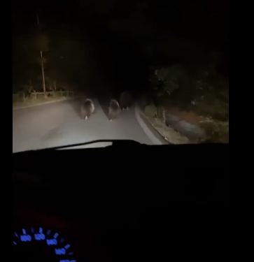 Urși filmați pe drumul care coboară de la Băița Plai, la 200 de metri de drumul principal
