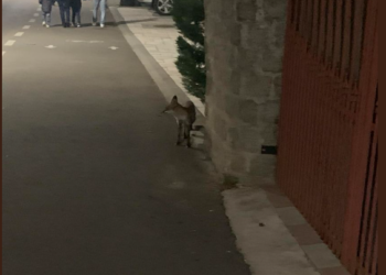 După “ursul de Sânmartin“ a apărut și “vulpea de Băile -Felix“