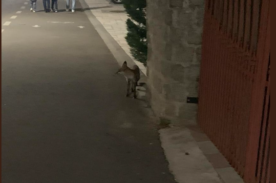 După “ursul de Sânmartin“ a apărut și “vulpea de Băile -Felix“
