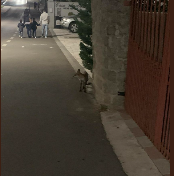 După “ursul de Sânmartin“ a apărut și “vulpea de Băile -Felix“