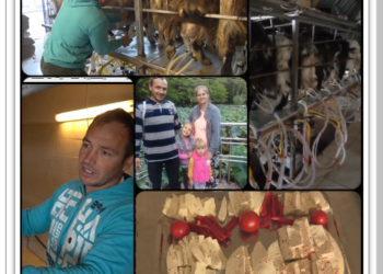 Una dintre cele mai mari și moderne ferme de creștere a caprelor din România e a bihoreanului Ovidiu Korpai. Și-a construit singur rampa de muls și are și o manufactură de brânzeturi