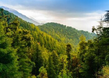 Dosarul retrocedărilor de păduri de la Romsilva, închis pe prescripție. Nume sonore scapă de închisoare