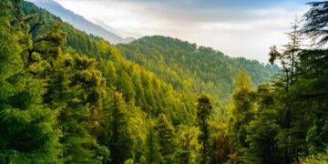 Dosarul retrocedărilor de păduri de la Romsilva, închis pe prescripție. Nume sonore scapă de închisoare