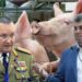 Scandal uriaș după ce Legea porcului interzicea ca românul să-și vândă porcul din gospodărie. Ședință de urgență
