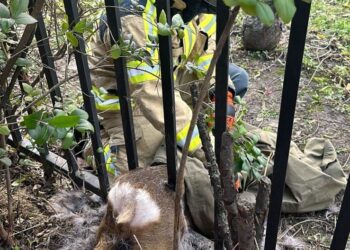 Salvată de pompieri.O căprioară a rămas captivă pe Lacul Roșu, într-un gard