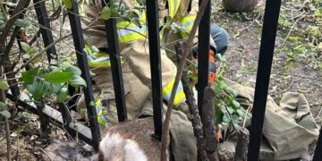 Salvată de pompieri.O căprioară a rămas captivă pe Lacul Roșu, într-un gard