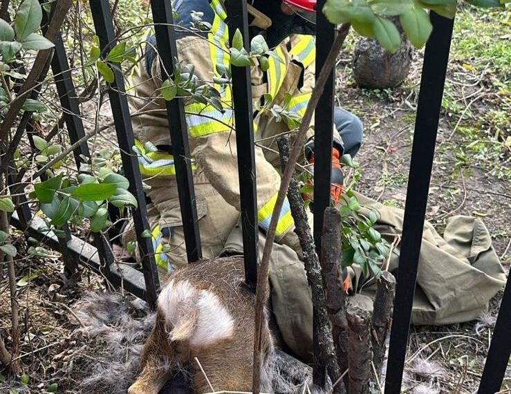 Salvată de pompieri.O căprioară a rămas captivă pe Lacul Roșu, într-un gard