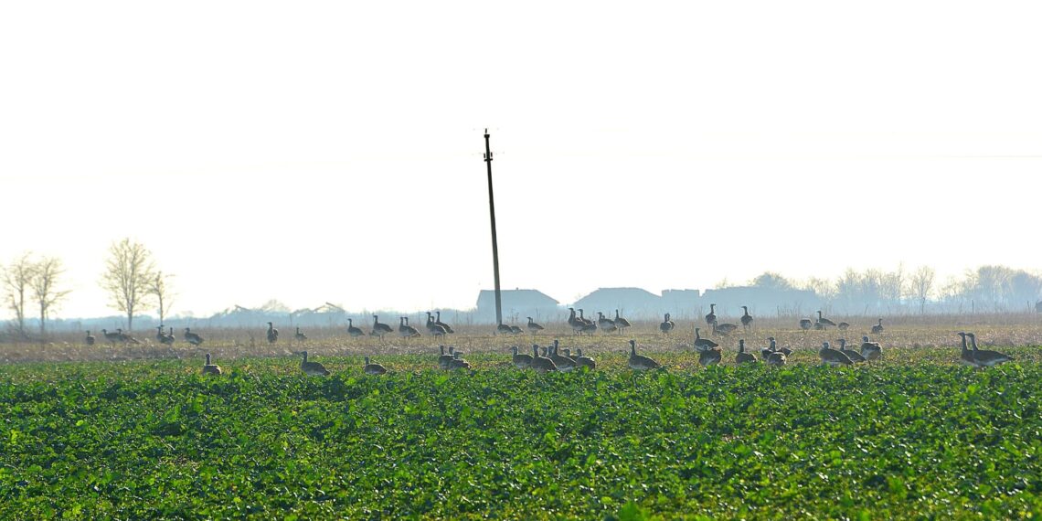Salonta, gazdă pentru cel mai mare stol de dropii de pe teritoriul României din ultimii 30 de ani, specie considerată dispărută.  Explicațiile specialiștilor