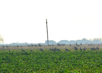 Salonta, gazdă pentru cel mai mare stol de dropii de pe teritoriul României din ultimii 30 de ani, specie considerată dispărută. Explicațiile specialiștilor