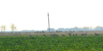 Salonta, gazdă pentru cel mai mare stol de dropii de pe teritoriul României din ultimii 30 de ani, specie considerată dispărută.  Explicațiile specialiștilor