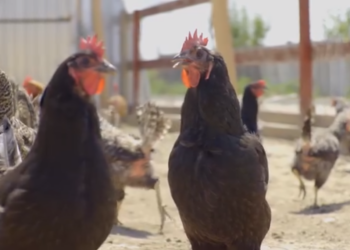 Visul belgianului Tim Verhaegen, stabilit în Alparea, în impas. Gospodăria lui Timpuleț nu se mai deschide. Tribunalul Bihor: începe procedura falimentului SC Europe TCV Power SRL