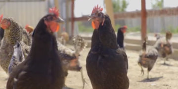 Visul belgianului Tim Verhaegen, stabilit în Alparea, în impas. Gospodăria lui Timpuleț nu se mai deschide. Tribunalul Bihor: începe procedura falimentului SC Europe TCV Power SRL