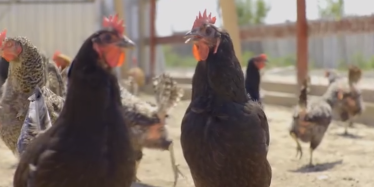 Visul belgianului Tim Verhaegen, stabilit în Alparea, în impas. Gospodăria lui Timpuleț nu se mai deschide. Tribunalul Bihor: începe procedura falimentului SC Europe TCV Power SRL